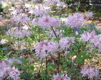 rhododendron canescens 4-10a.jpg